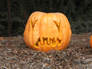 Number 246, Nipomo Pumpkin Patch best carving idea